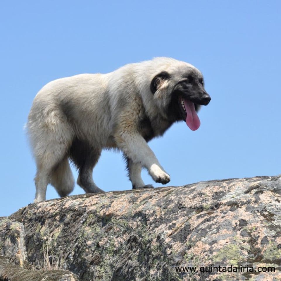 Fashion Serra da Estrela branco cão