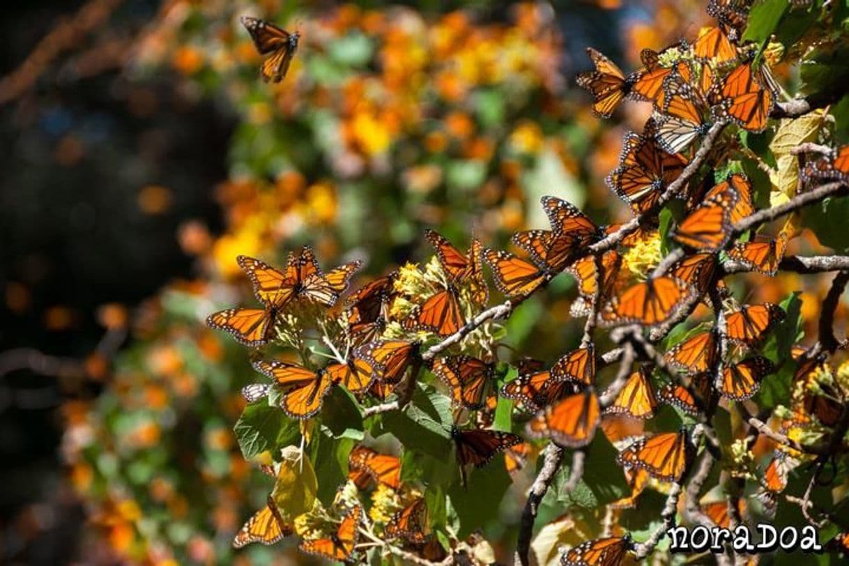 Lugar Reserva de la Biósfera Santuario Mariposa Monarca