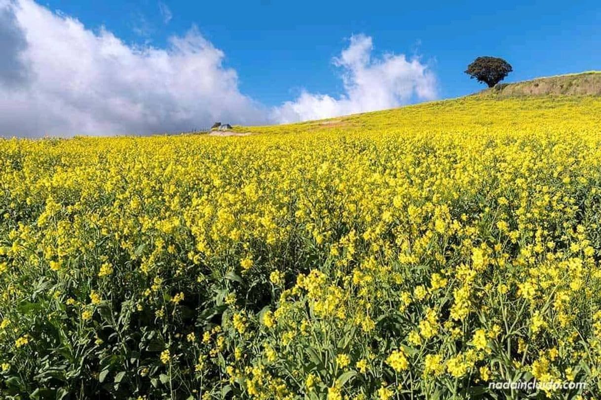 Place Montaña Amarilla