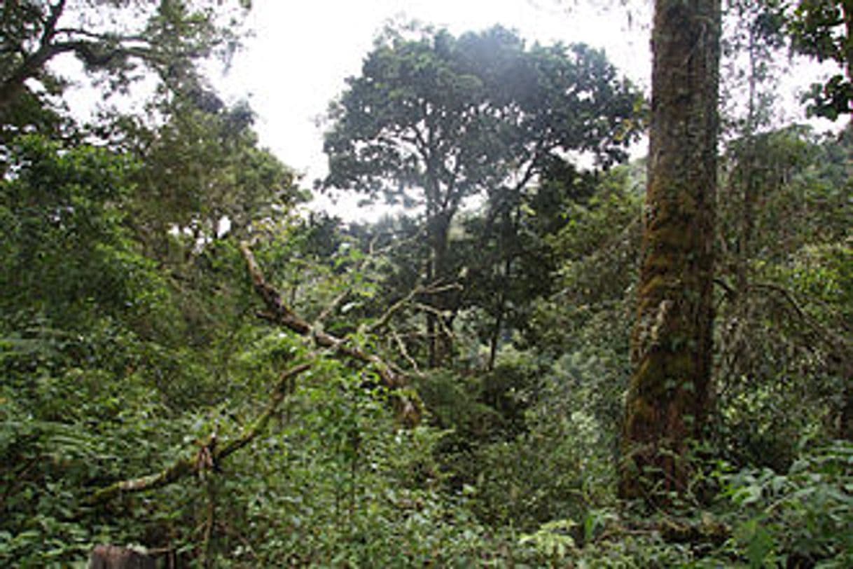 Lugar Parque internacional La Amistad