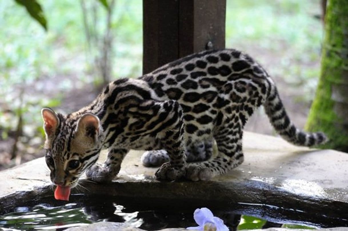 Lugar Jaguar Rescue Center