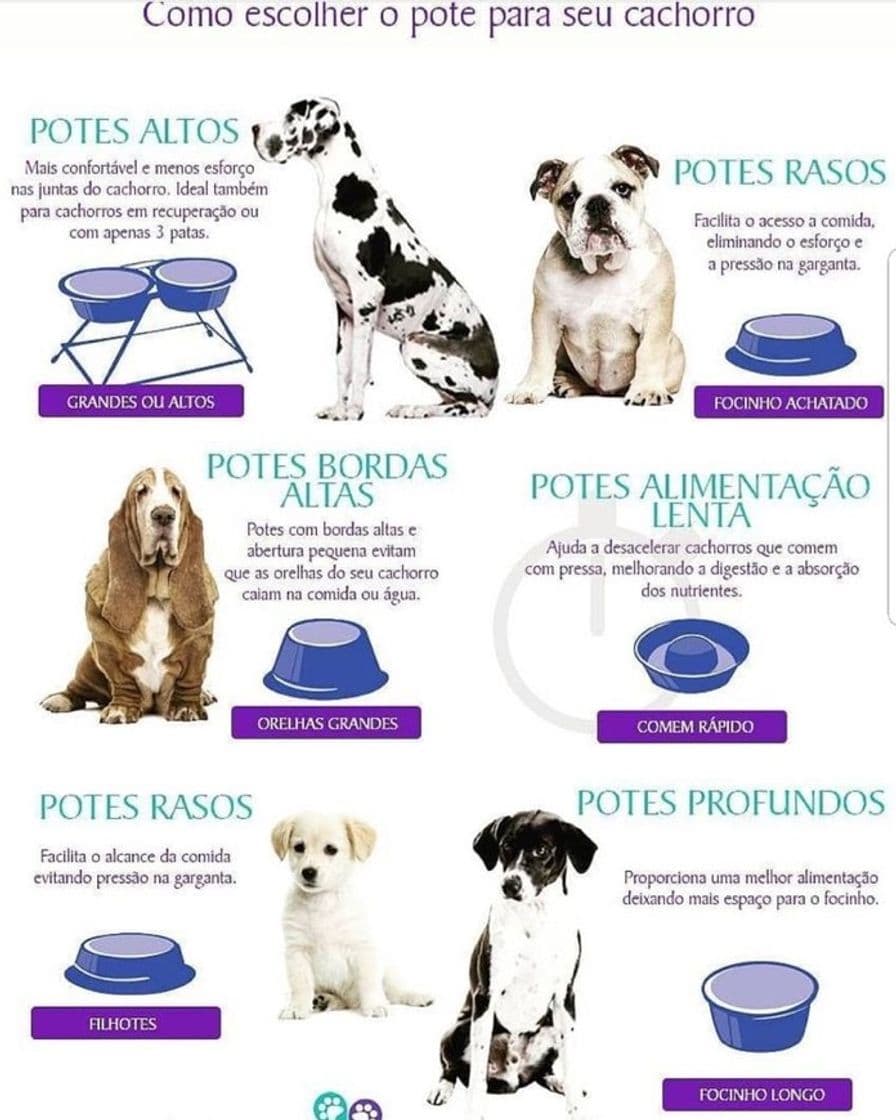 Moda Como escolher o pote do seu cachorro