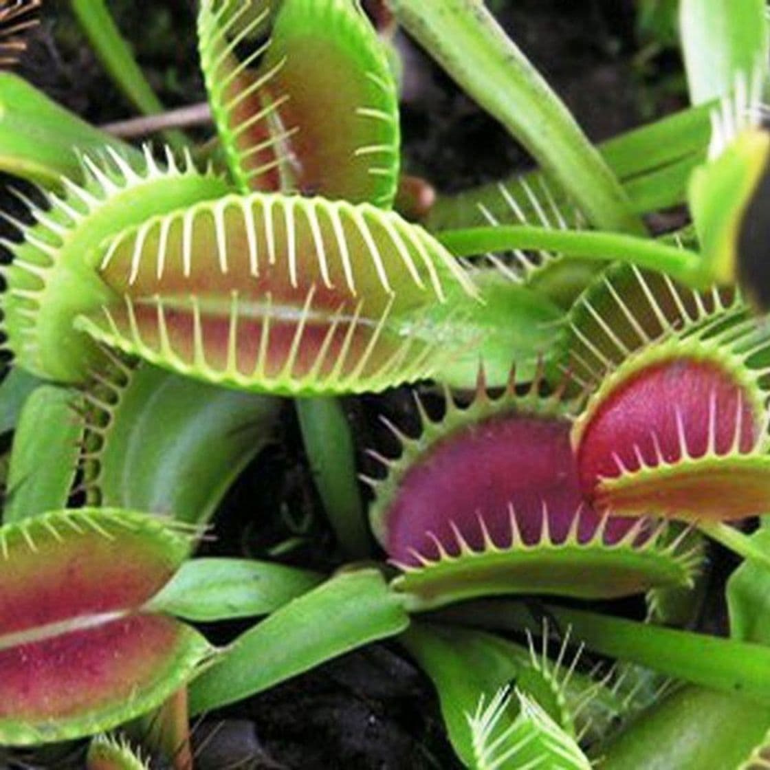 Product Planta Carnionera Dionea Muscipula