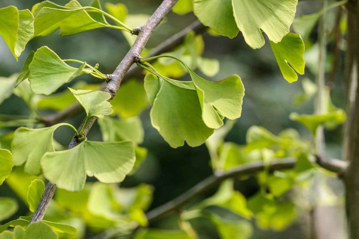 Product Ginkgo Biloba