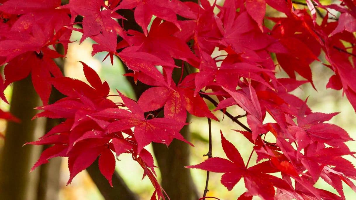 Product Acer Palmatum