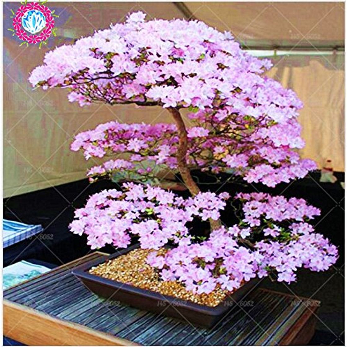 Product Bonsai japonés árbol de Sakura Semillas Semillas raras japonesas flores de cerezo