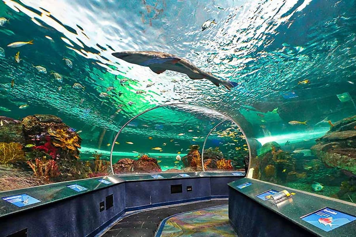 Lugar Acuario de Ripley