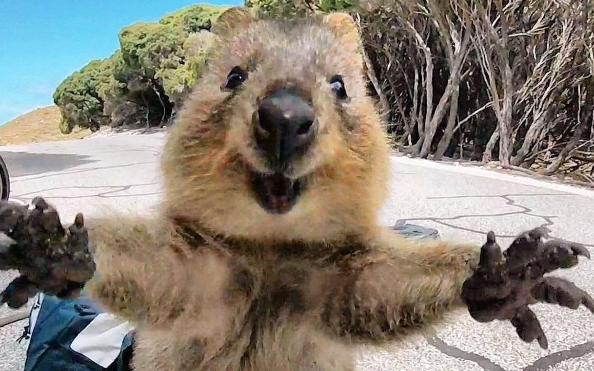 Moda Quokka