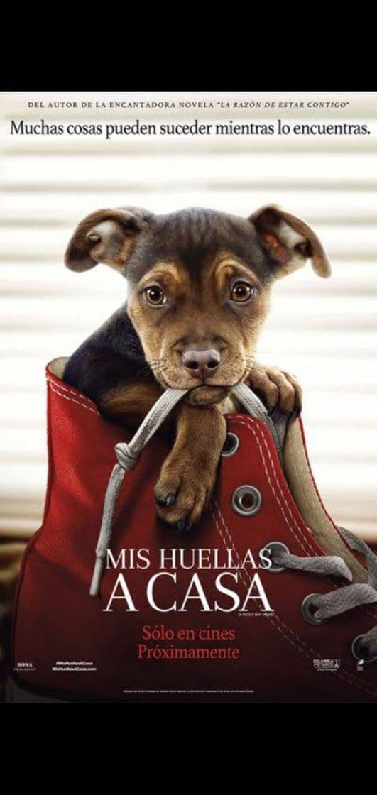 Fashion Les recomiendo una buena película 👉 Mis huellas en casa 👈