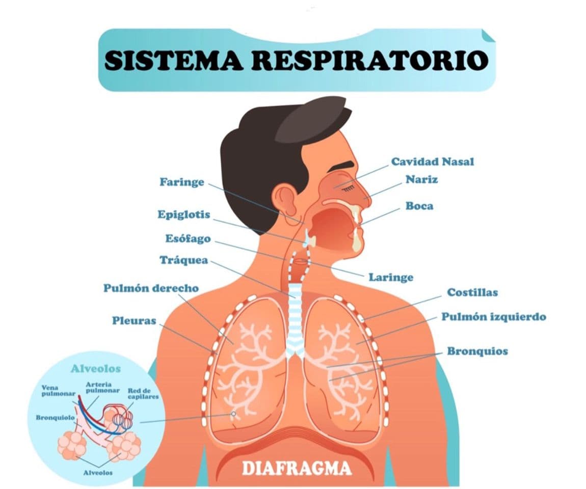 Moda Sistema Respiratorio🌬✨