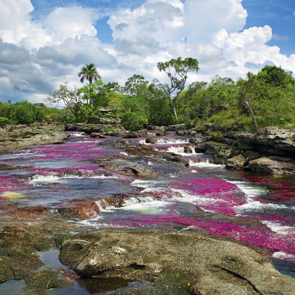 Place Caño Cristales