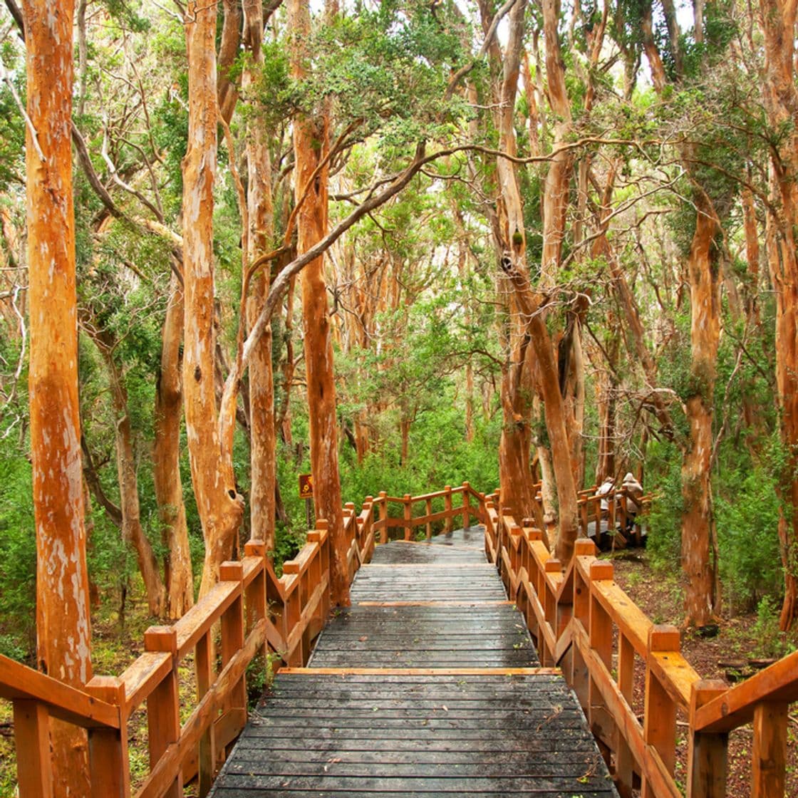 Place Bosque de Arrayanes