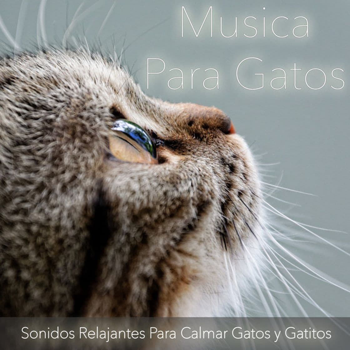 Canción Música para Gatos Más Inteligente