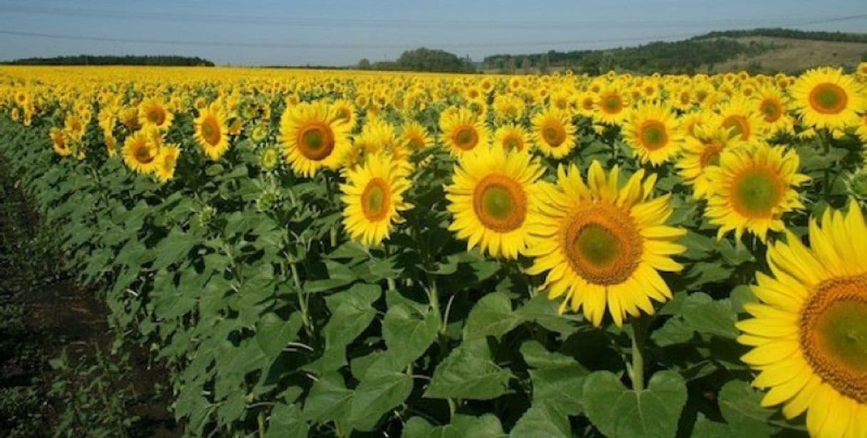 Place Jardín de girasoles