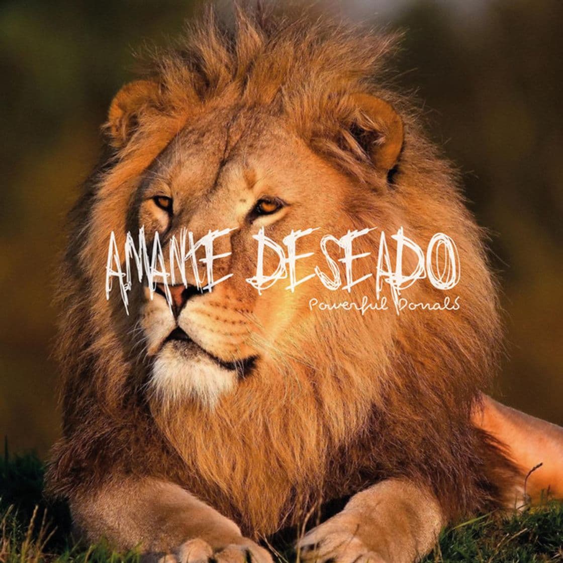 Canción Amante Deseado