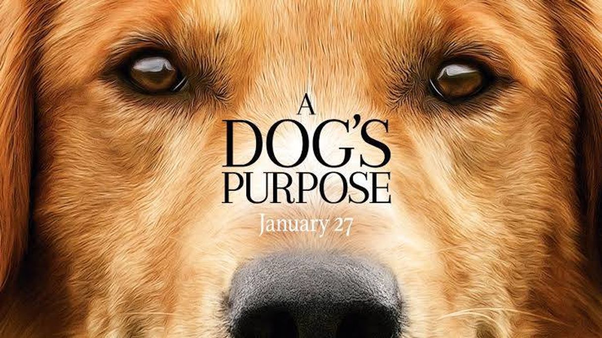 Película A Dog's Purpose