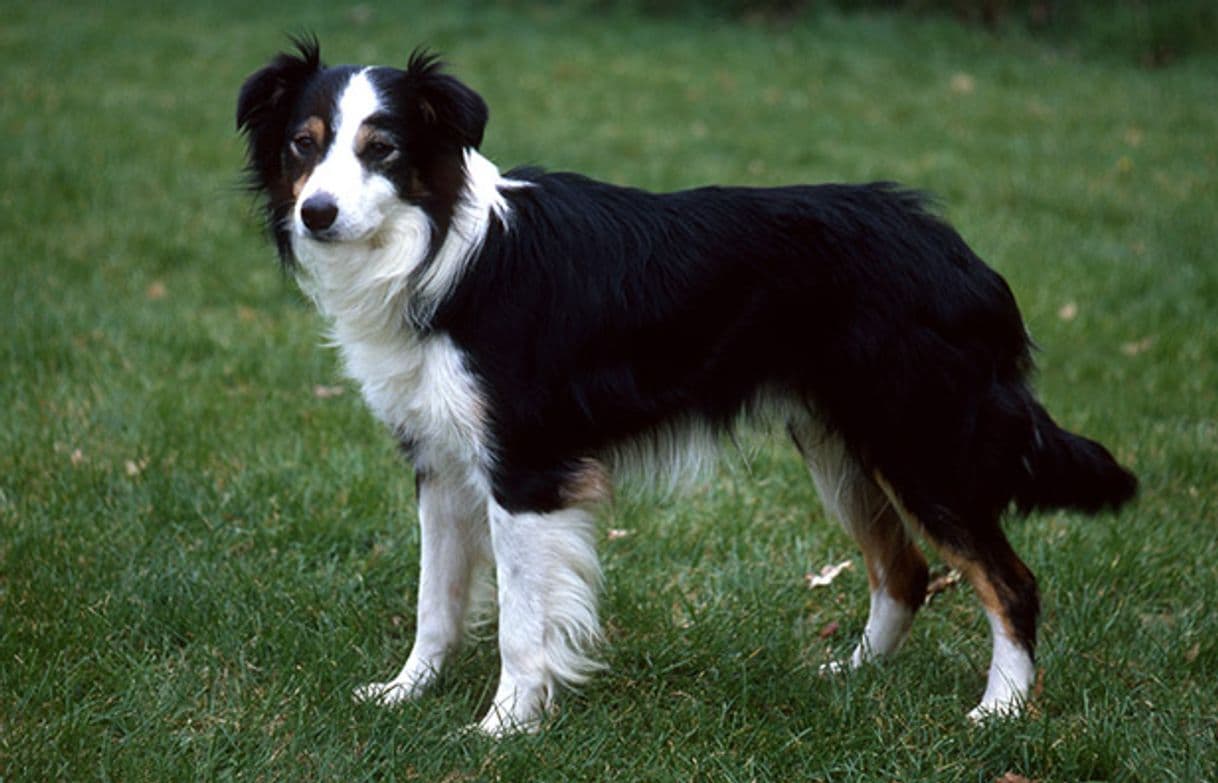 Moda Collie