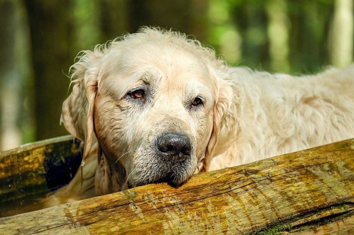 Fashion Golden Retriever Perro 