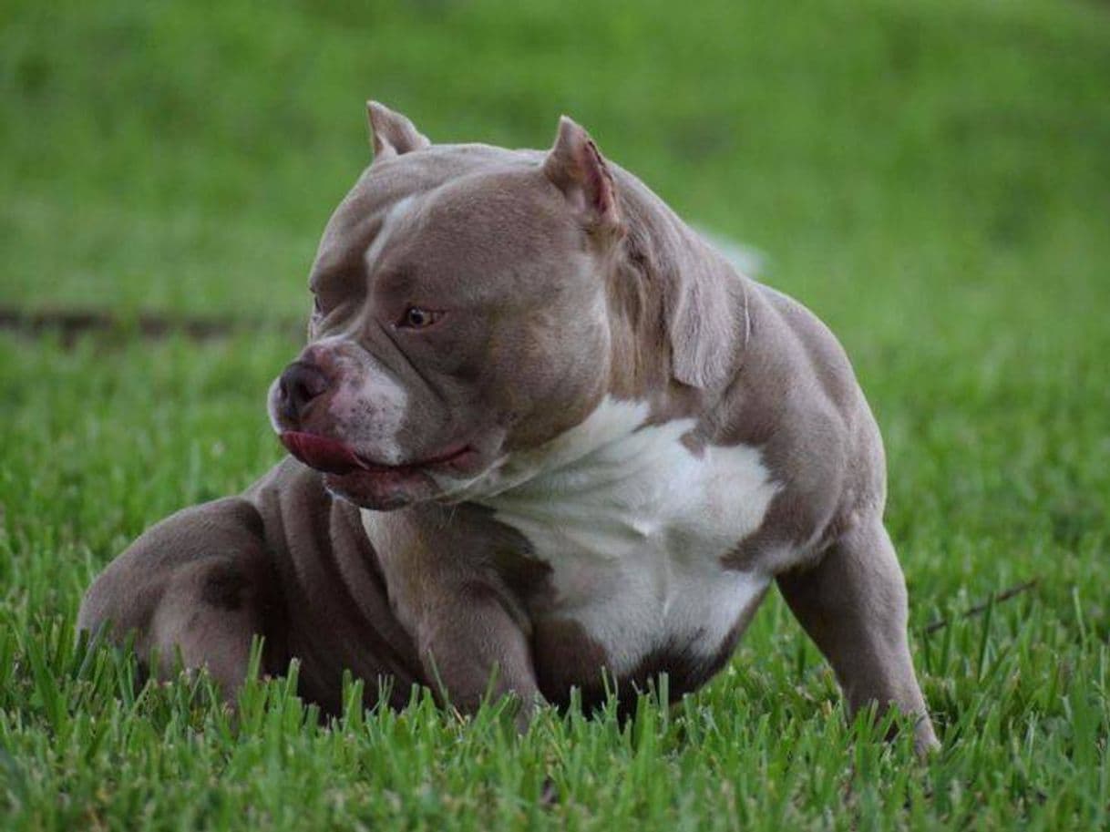 Moda American bully pocket 