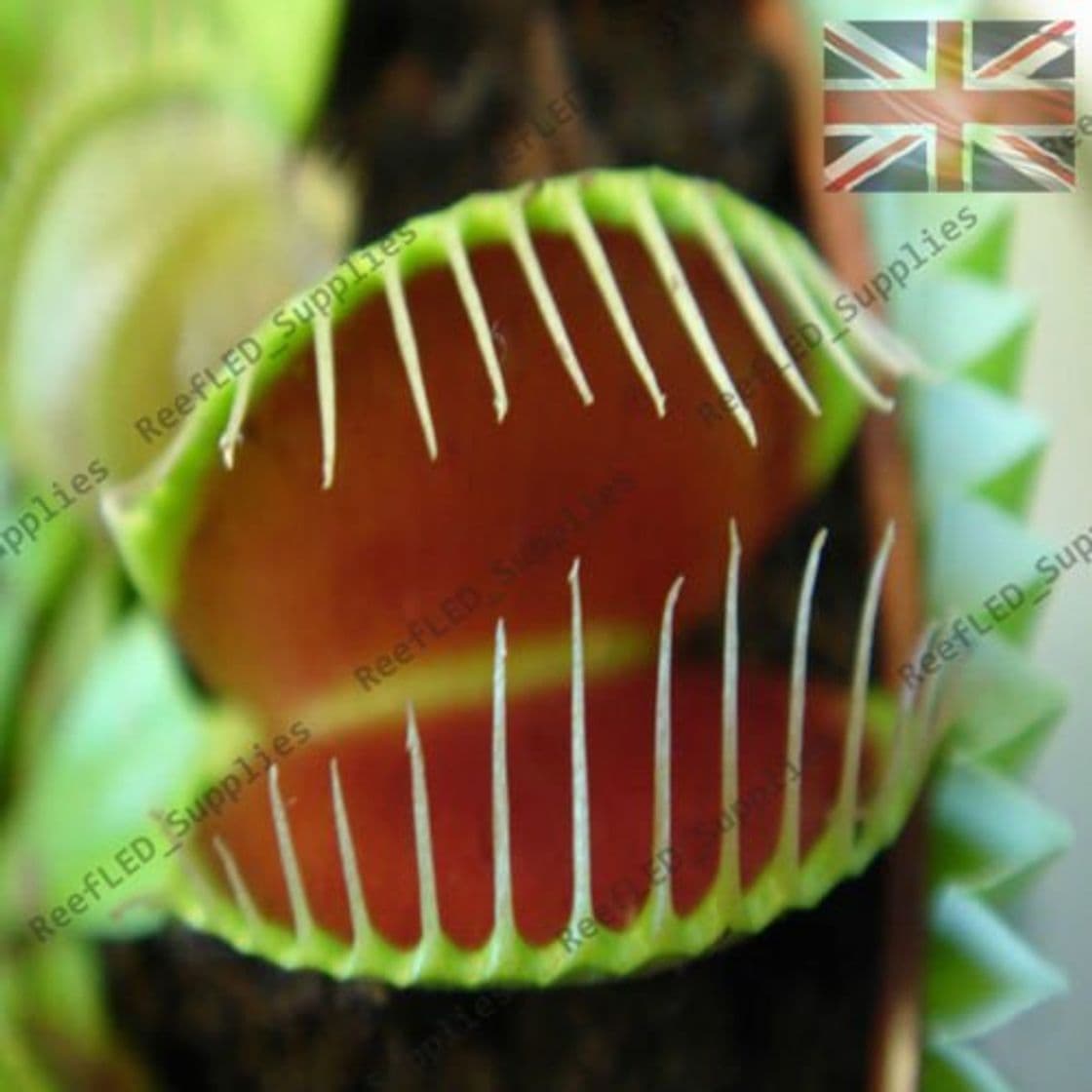 Product de la mosca de Venus atrapamoscas TRAP Semillas Dionaea CARNIVOROUS la flor del Dionaea del atrapamoscas de semillas gigantes clip 30pcs