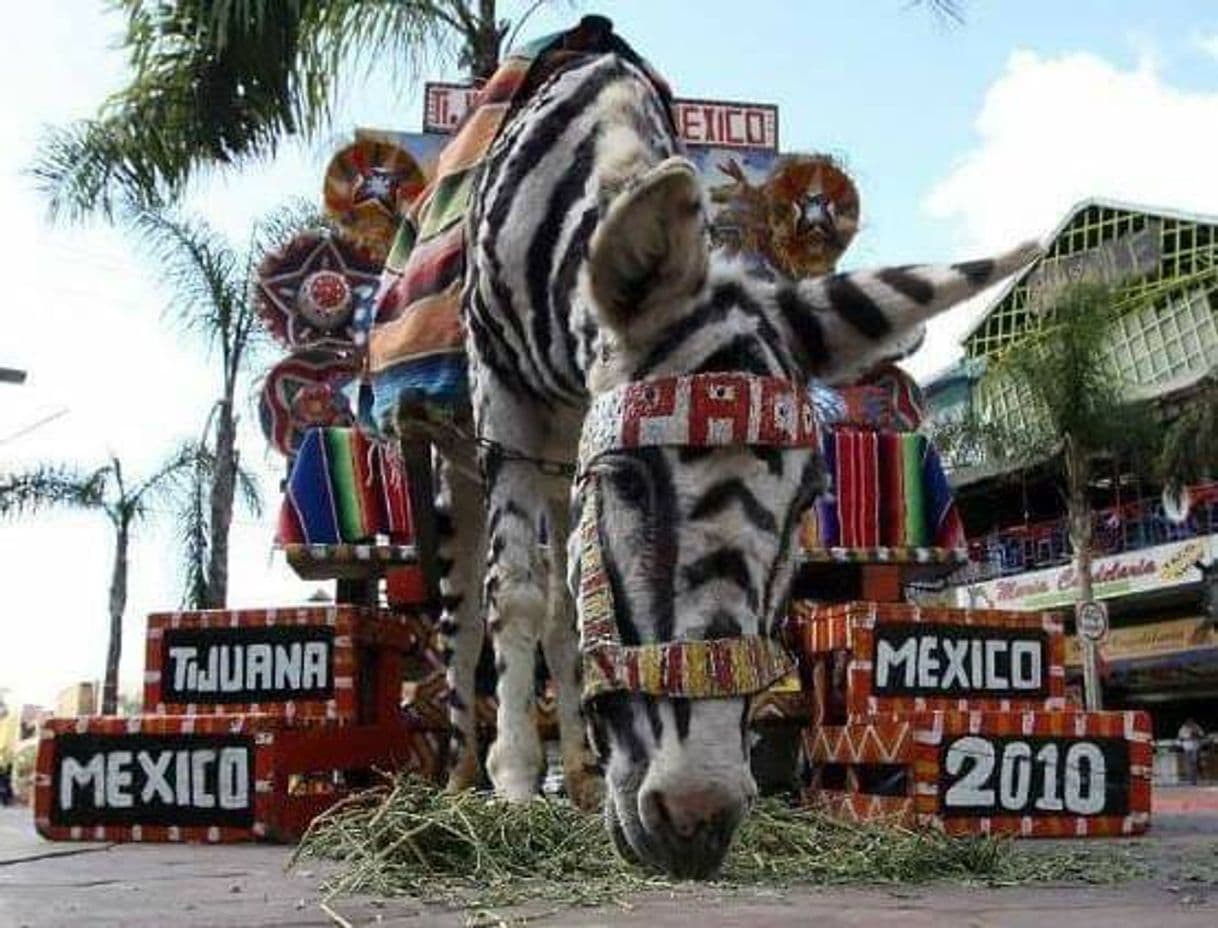 Moda Tómate una foto con el famoso burro-zebra de Tijuana😍