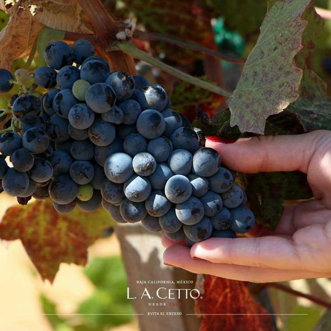 Lugar Vinos la CETTO en tijuana