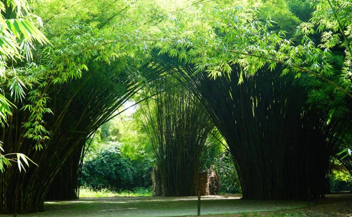 Lugar Jardín Botánico Lancetilla