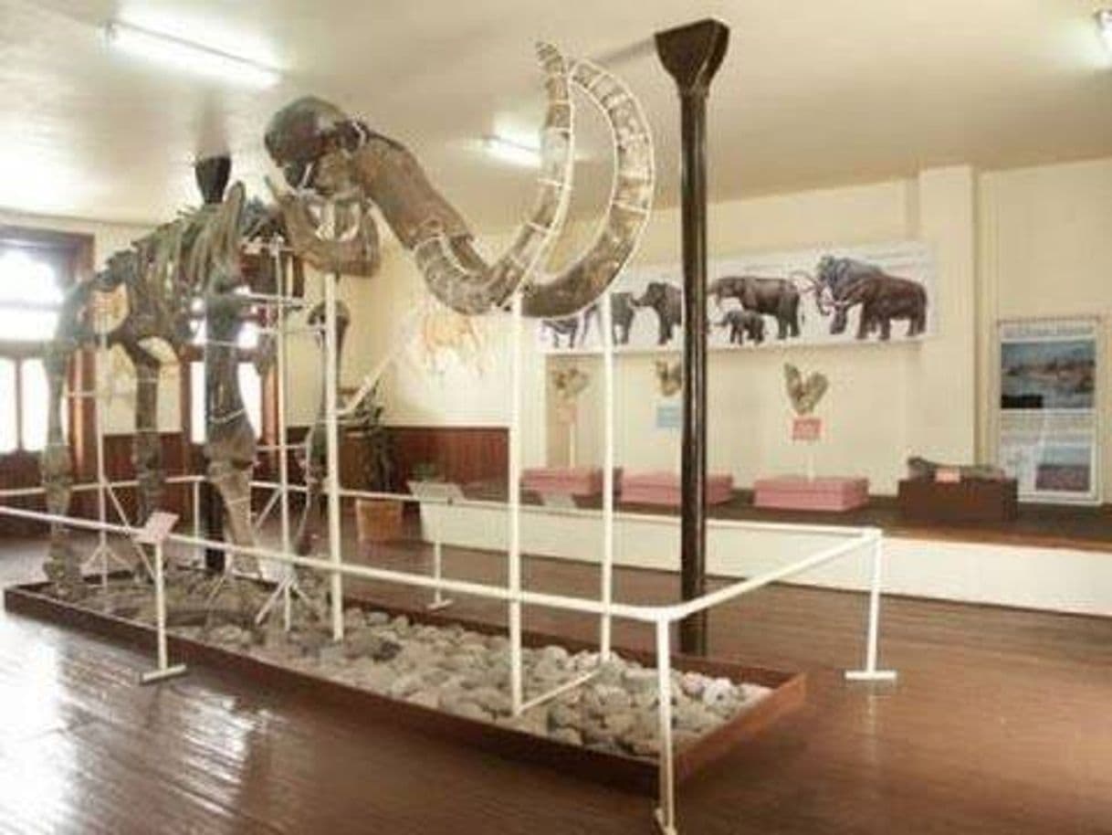 Lugar Museo del Mamut