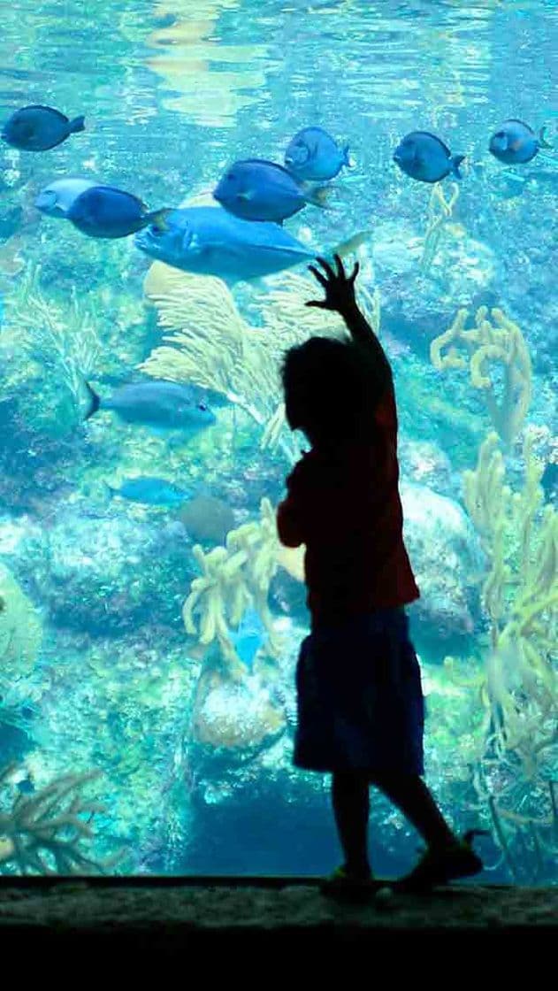 Place Acuario de Arrecife de Coral - 26