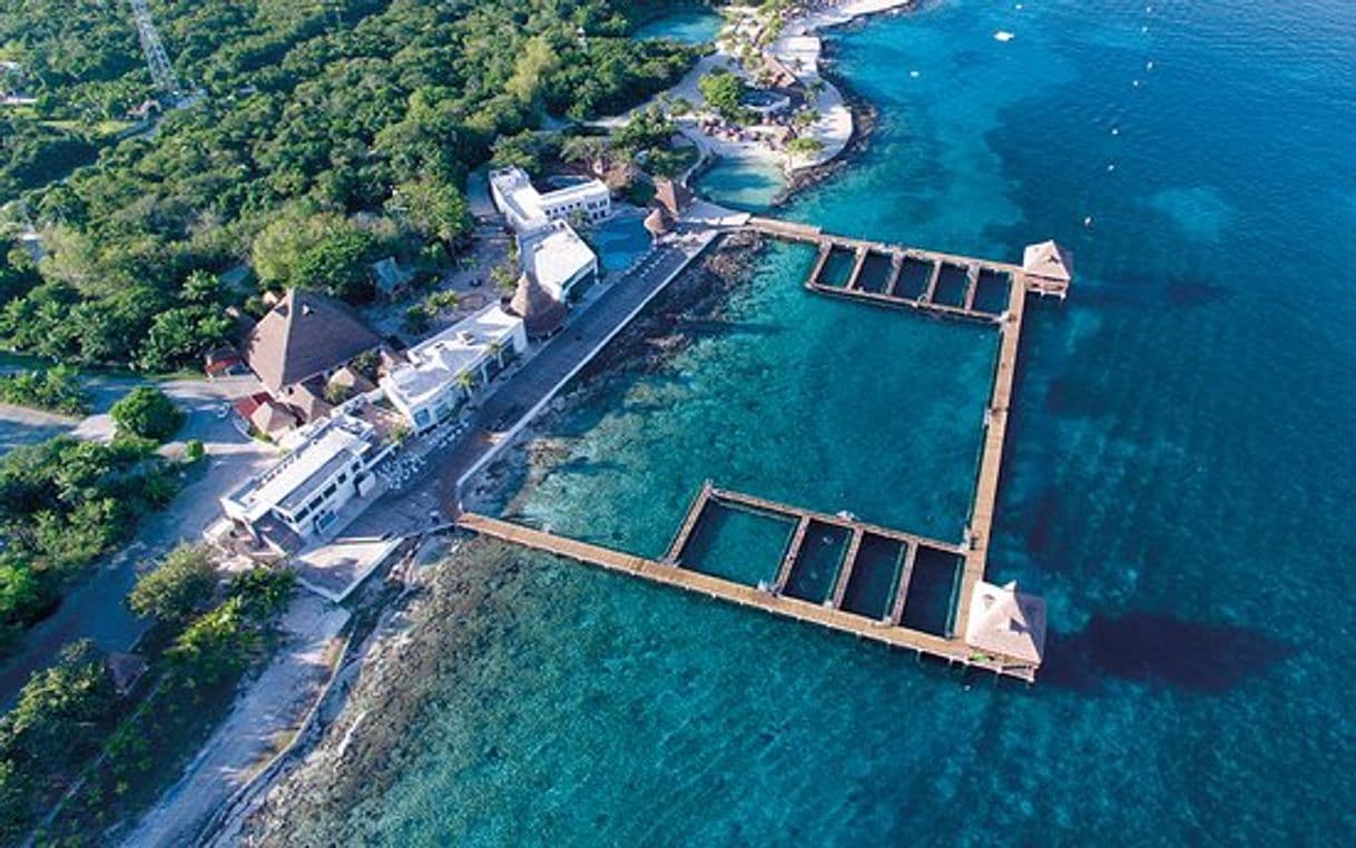 Lugar Dolphin Discovery Cozumel