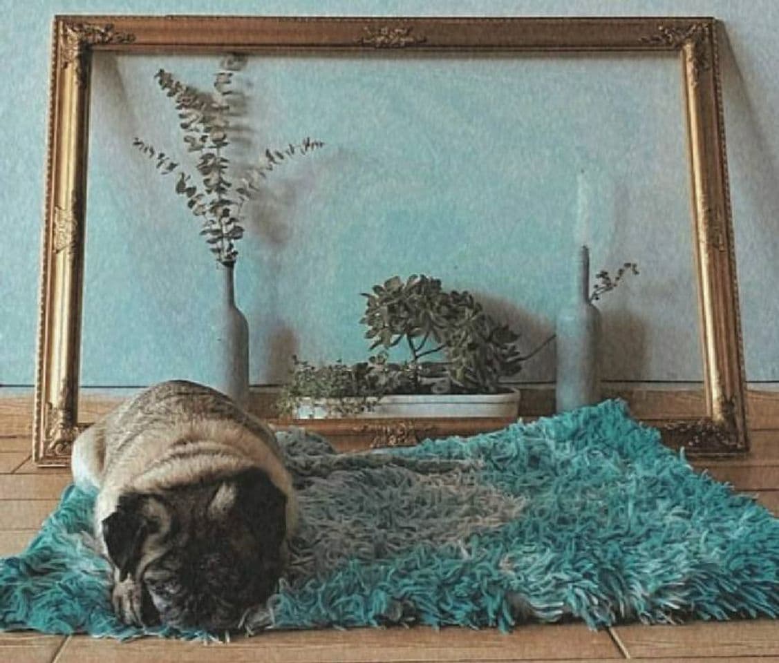 Moda Pug 🐶