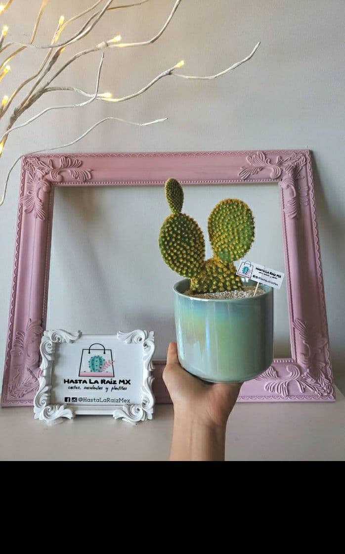 Moda ¡𝑅𝑒𝑔𝑎𝑙𝑎 𝑉𝑖𝑑𝑎! 🌵 ♡´･ᴗ･`♡