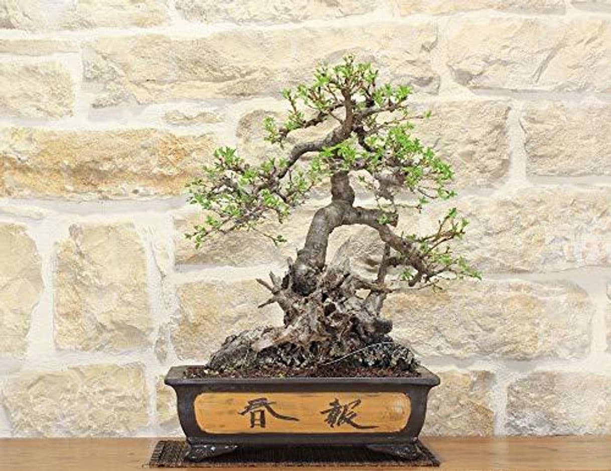 Product Wild Cherry bonsai tree