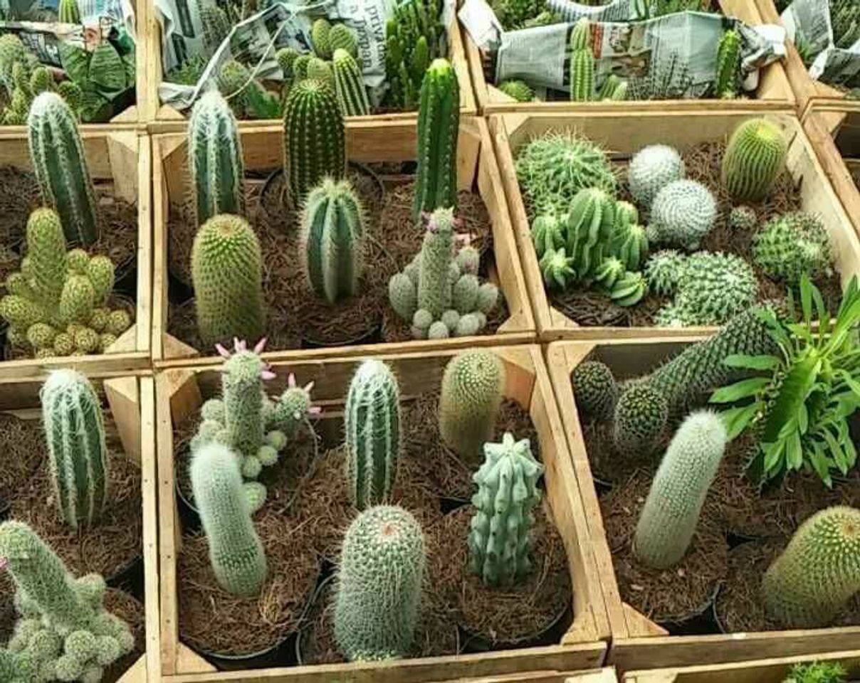 Fashion 🌵 Cactus y Suculentas COLIBRÍ 🌵