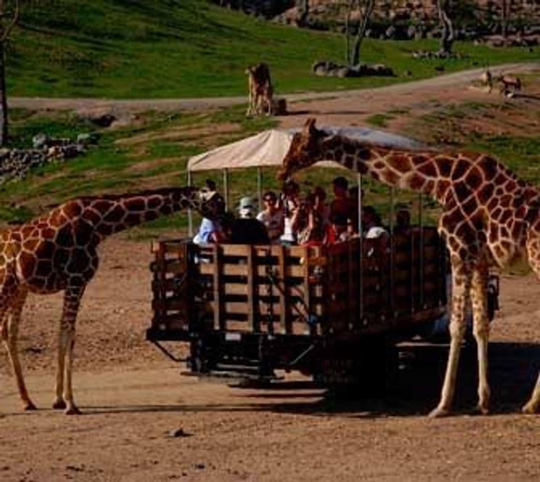 Place San Diego Zoo Safari Park