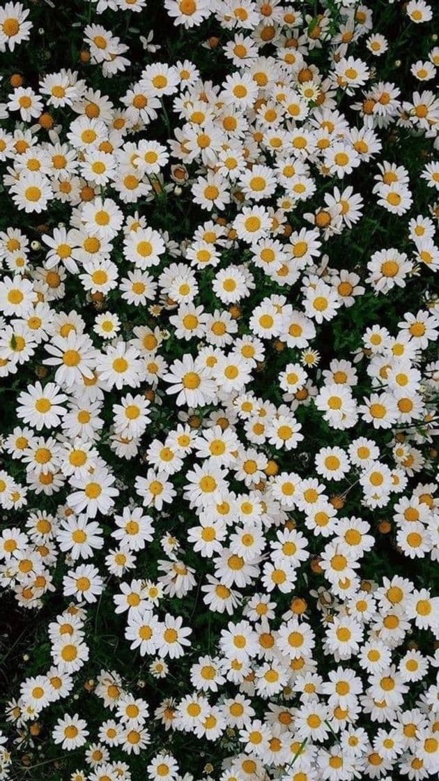 App Flores. Margueritas. Brancas. Wallpaper. Lindas.