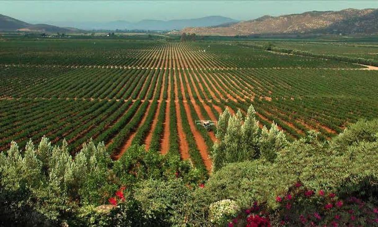 Place Valle de Guadalupe