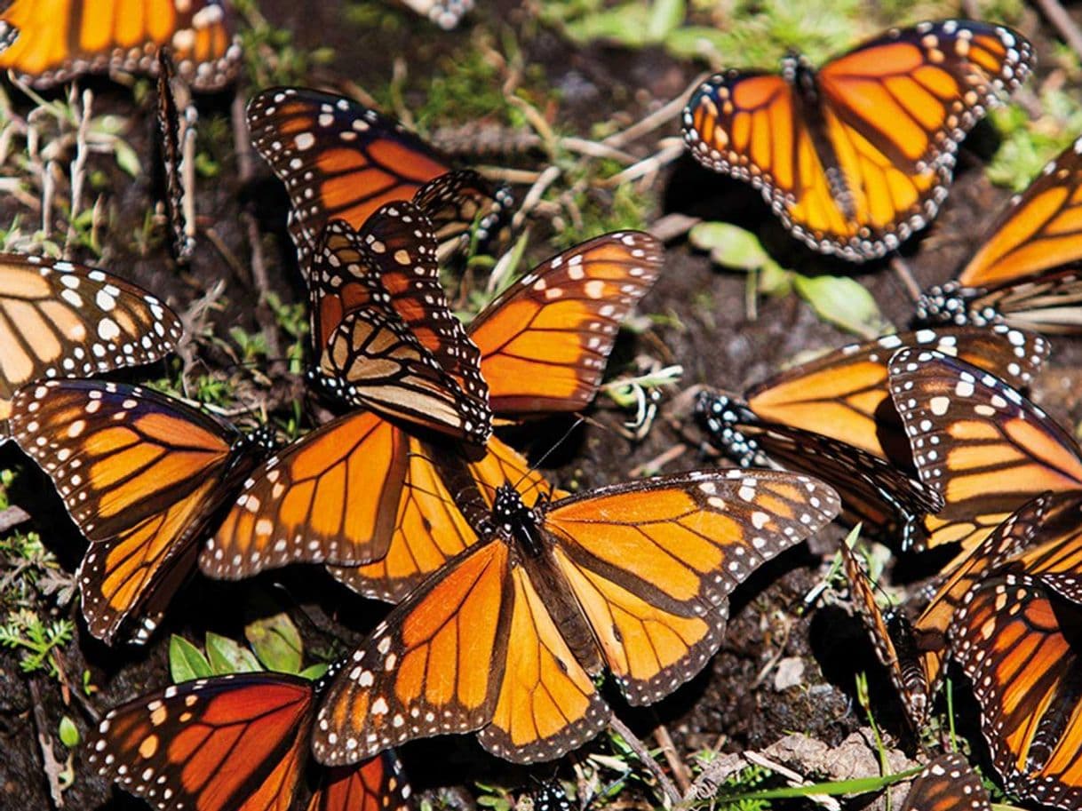 Lugar SANTUARIO DE LA MARIPOSA MONARCA