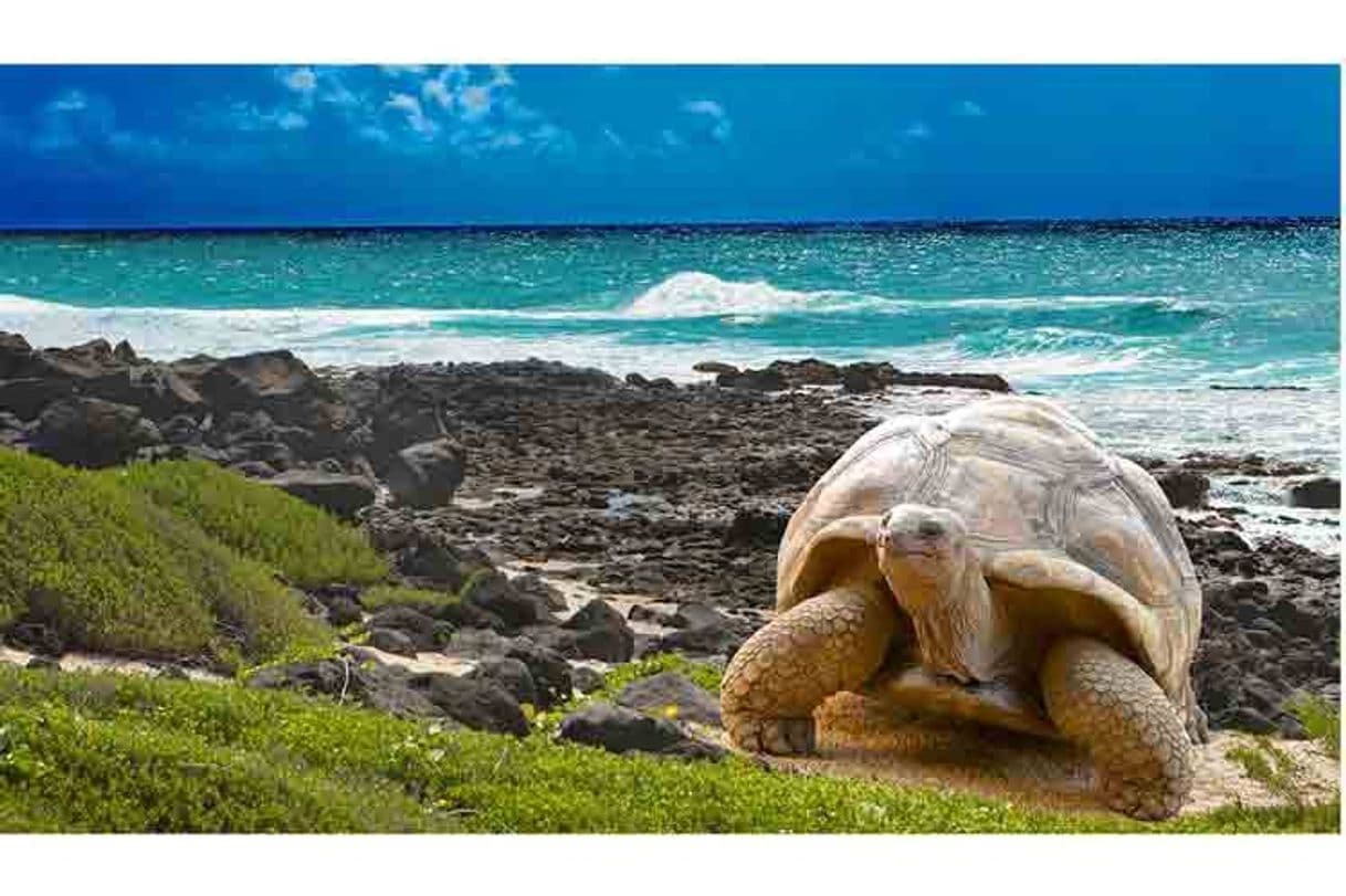 Place Galapagos Islands