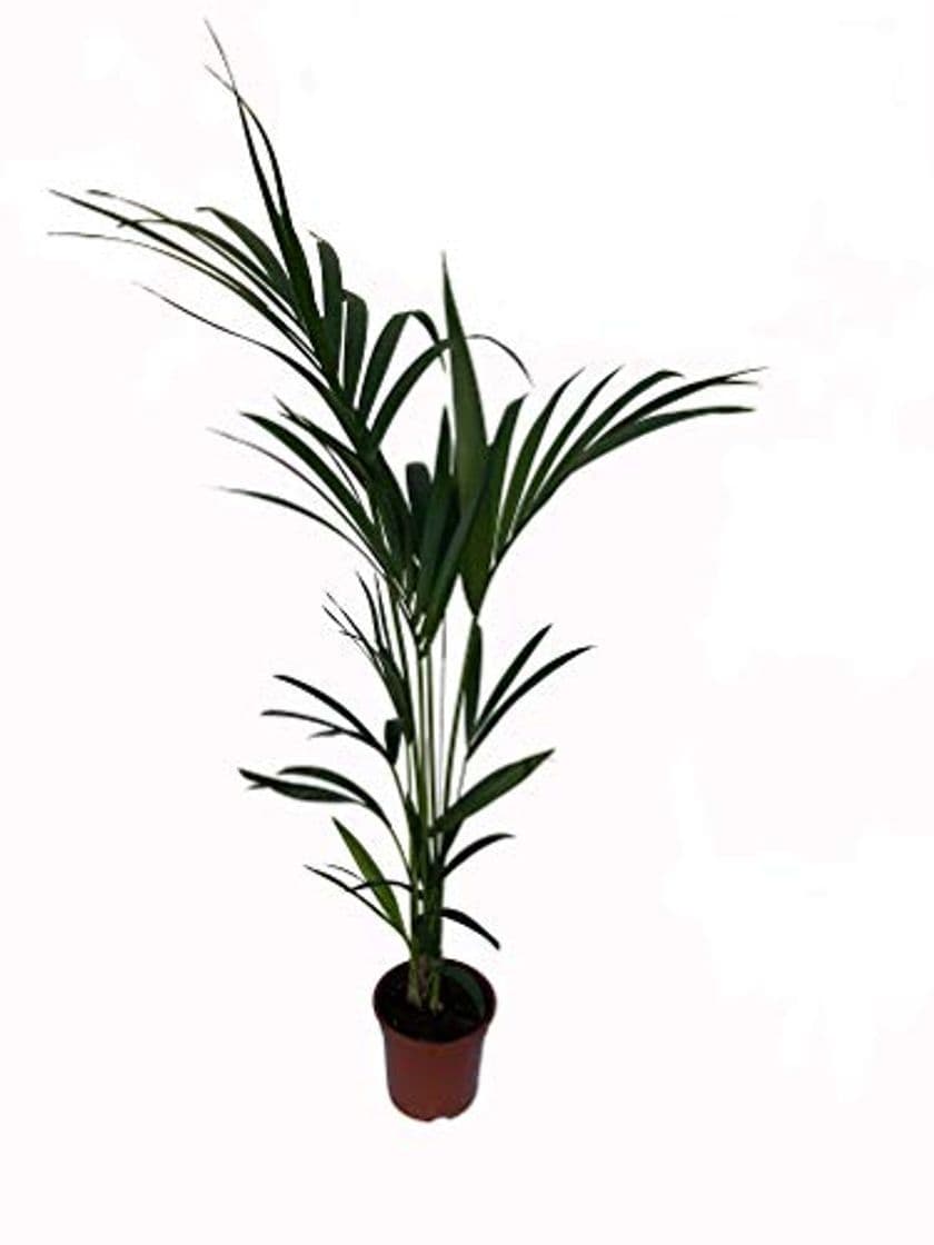 Product Kentia - Palmera de interior - Maceta 19cm. - Altura aprox.1,10m. -