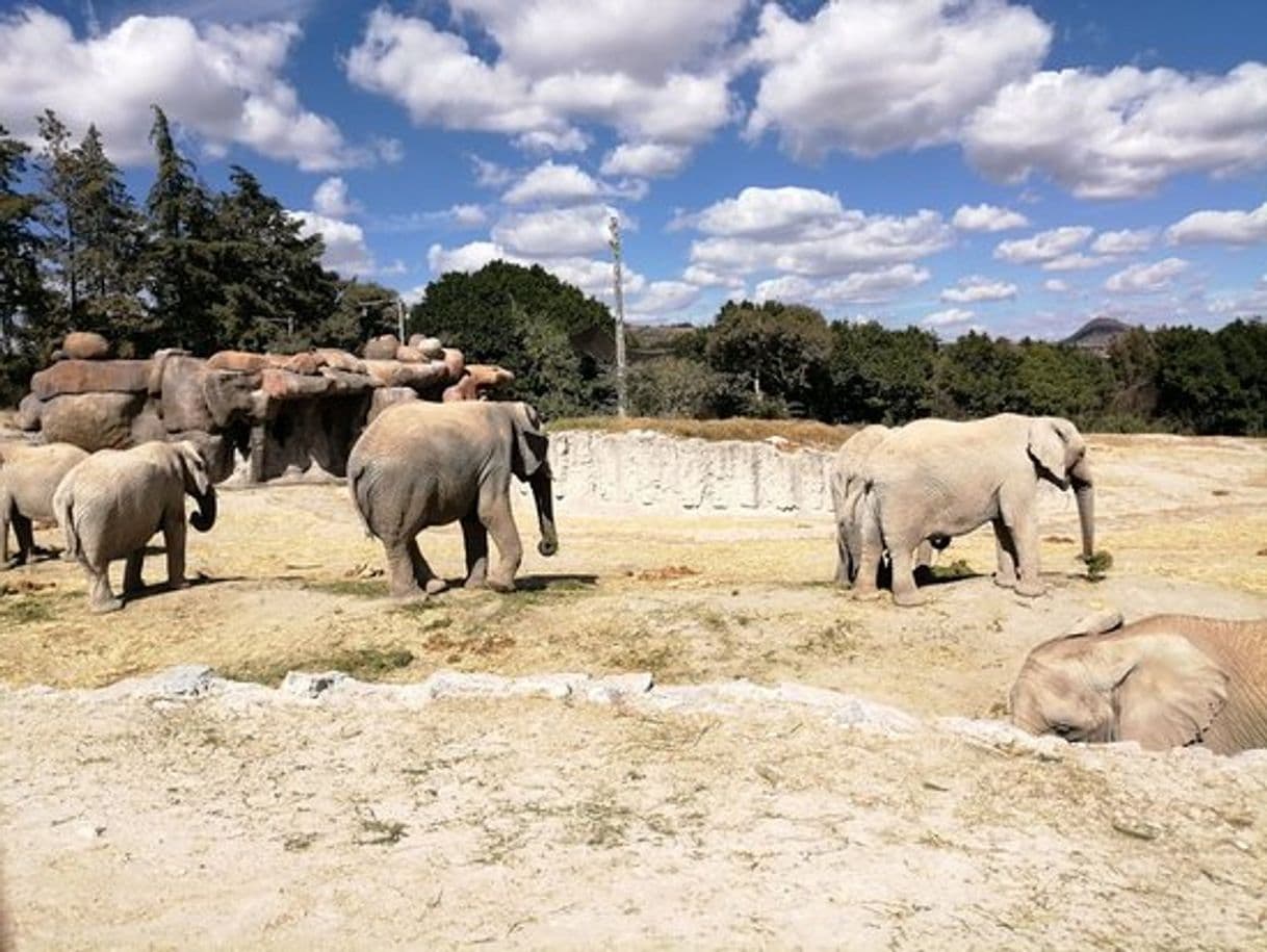 Lugar Africam Safari