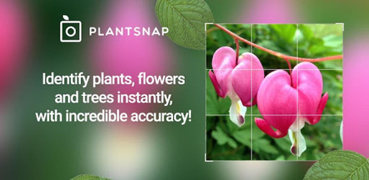 Fashion PlantSnap - Identify Plants, Flowers, Trees & More - Apps on Google ...