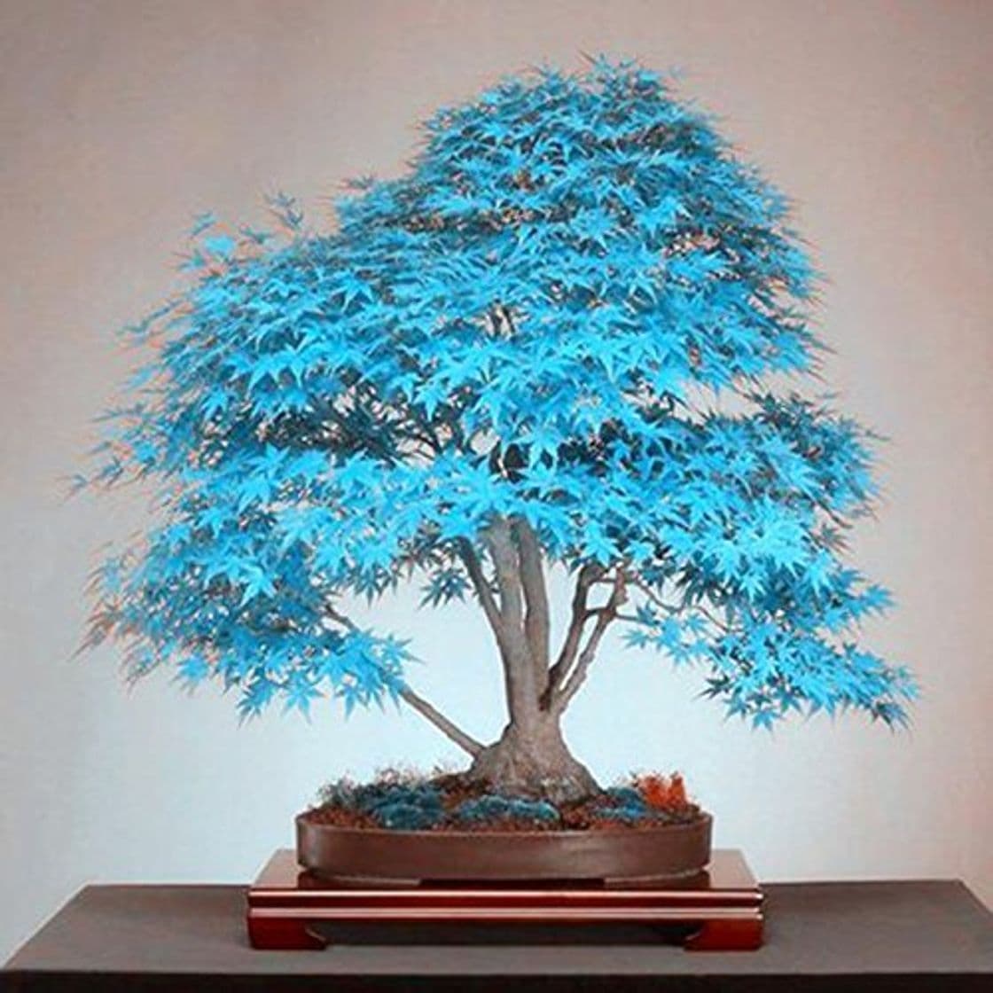 Producto Cuir Dor - 25pcs de arce japonés azul árbol,