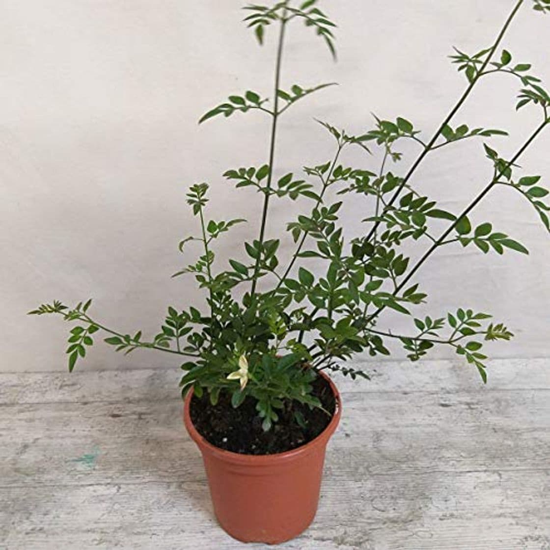 Producto Planta Jazmin Grandiflora(Jazmín Andaluz) PORTES GRATIS