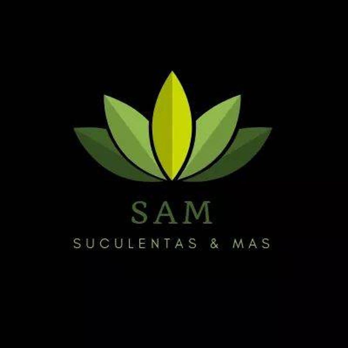 Moda Sam - Suculentas y mas 