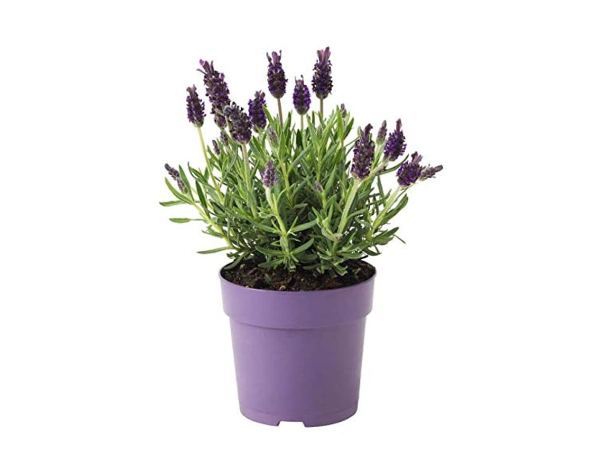 Producto Lavanda Natural Planta en Maceta Pequeña 10cm Planta Ornamental y Decorativa