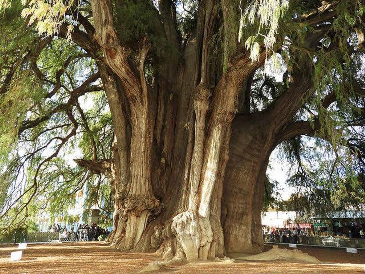 Lugar Árbol del Tule