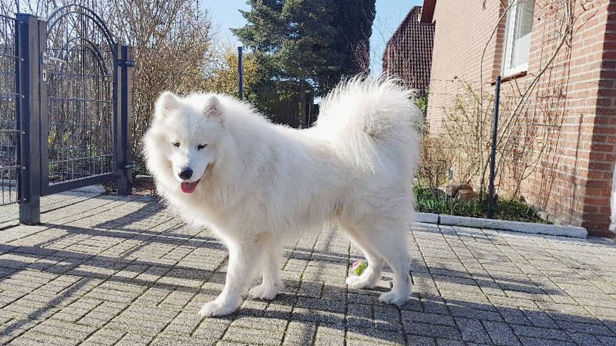 Moda Oso the Samoyed 