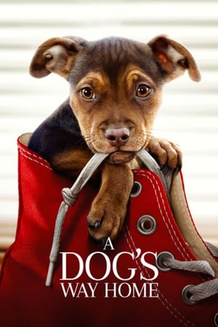 Película A Dog's Way Home