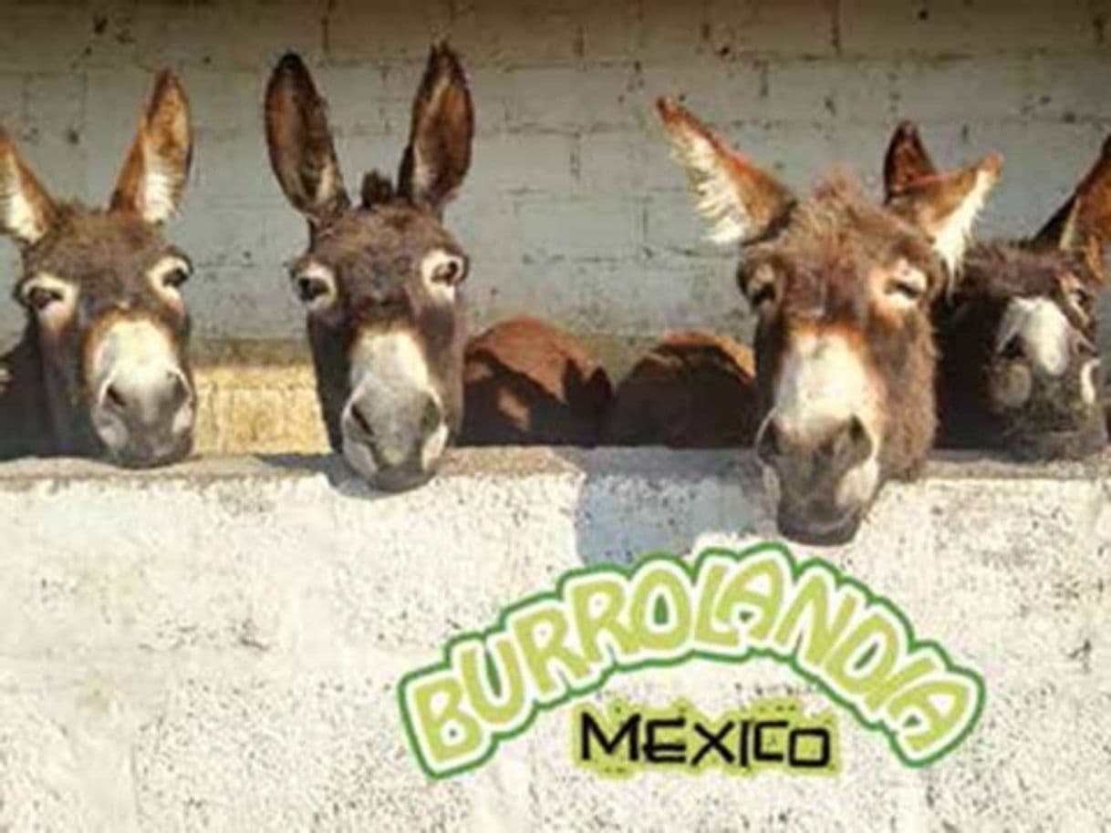 Lugar Burrolandia México